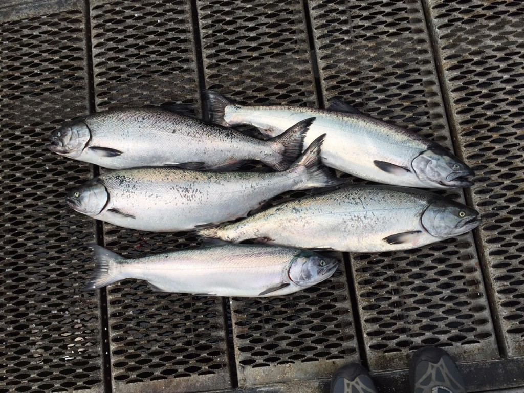 Fish on the dock in Tofino